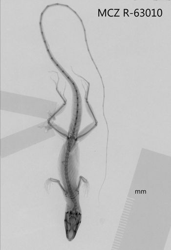 Media type: image;   Herpetology R-63010 Aspect: dorsoventral x-ray